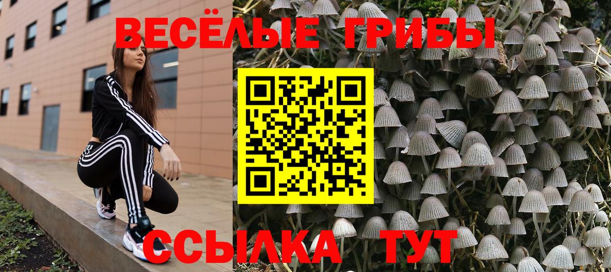Сосновый Бор  Псилоцибиновые грибы Psilocybe  Вход с VPN 
